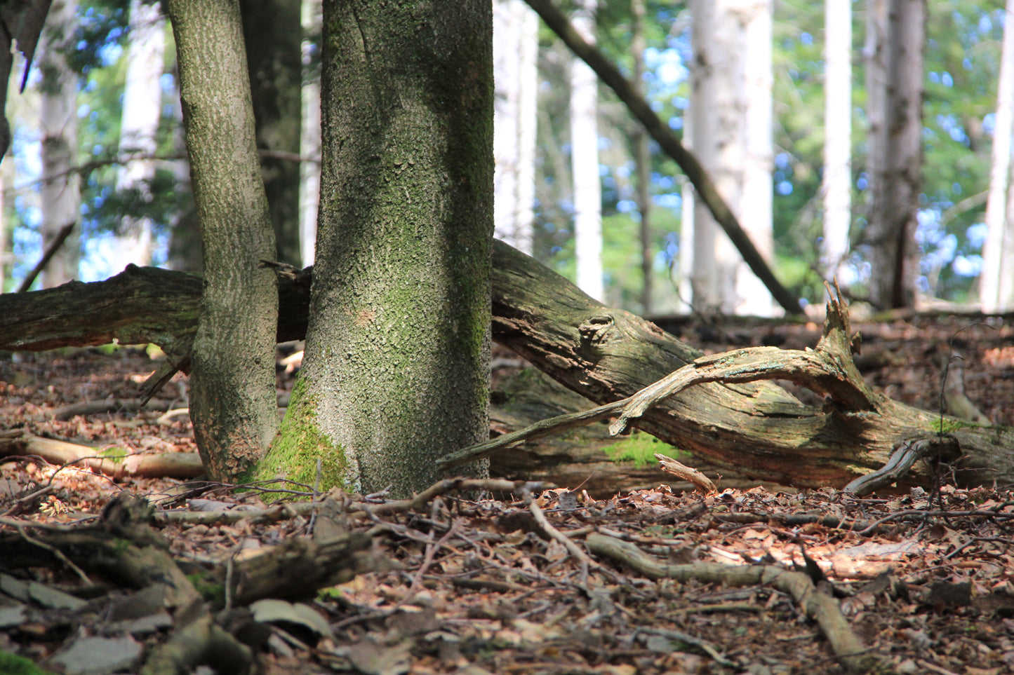 LED lámpara de mesa de comedor - hecha a mano pieza única - 177cm roble rama