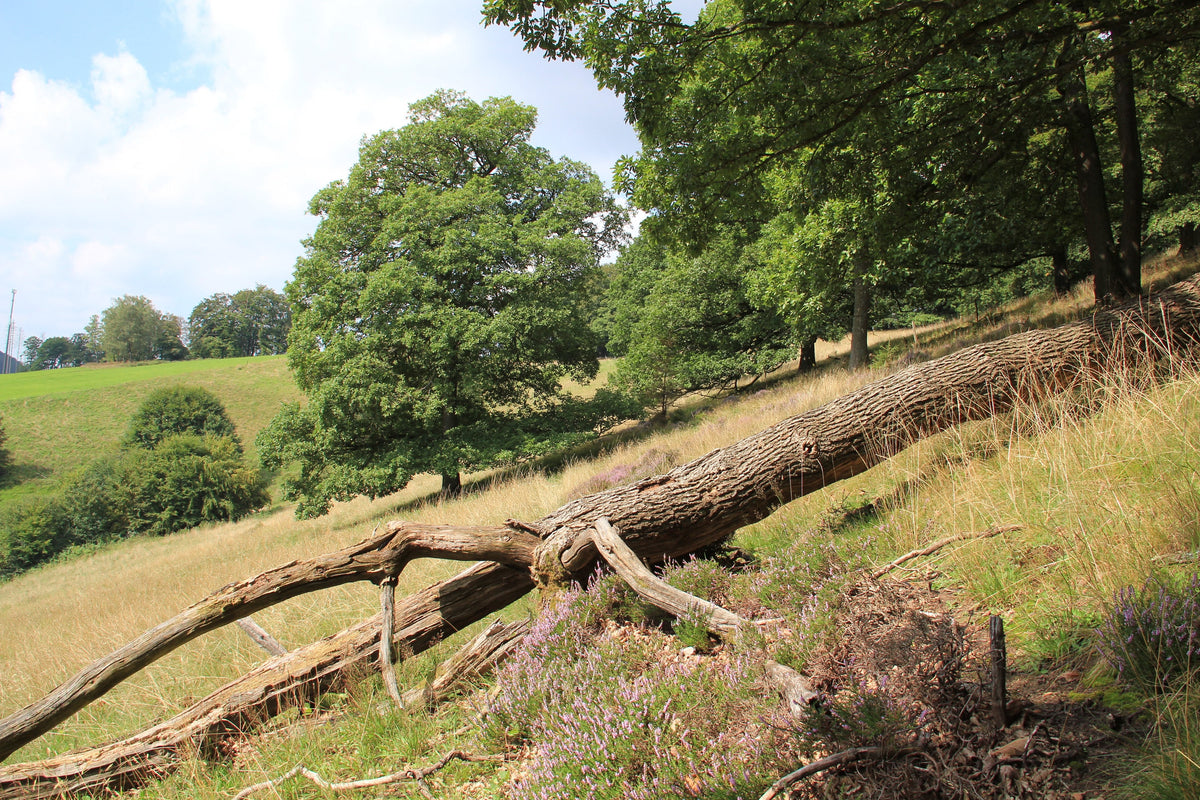 Fallen oak tree in a sunny meadow with green hills and lush trees in the background